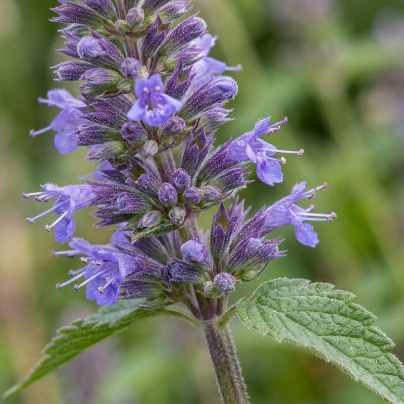 Anis-Duftnessel (Agastache foeniculum), ilustracja AI