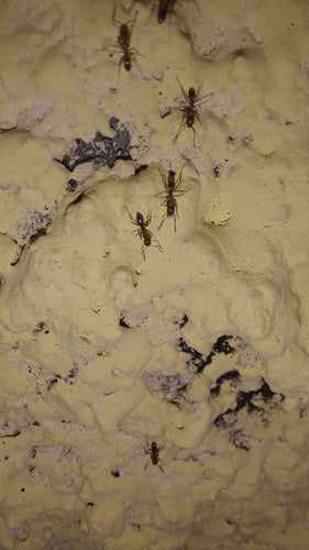 Argentinische Ameise - Bild 3