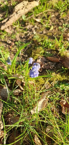 Ormiański hiacynt winogronowy — Bild 5