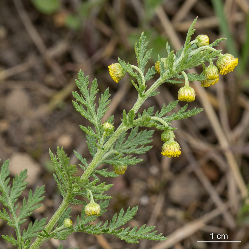 Artemizja Annua