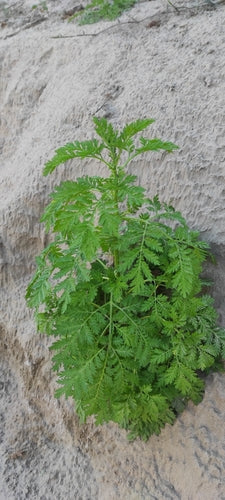Artemizja Annua — Bild 3