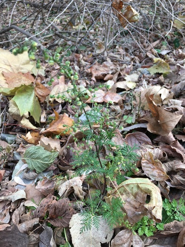Artemizja Annua — Bild 5