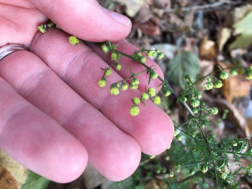 Artemizja Annua — Bild 4