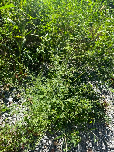 Artemizja Annua — Bild 1