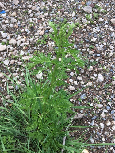 Artemizja Annua — zdjęcie 2 z 9