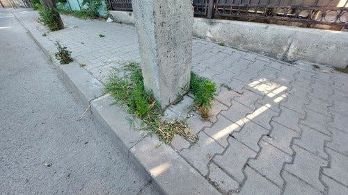 Artemizja Annua — zdjęcie 5 z 9