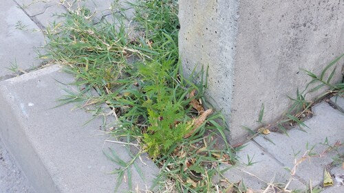 Artemizja Annua — zdjęcie 4 z 9