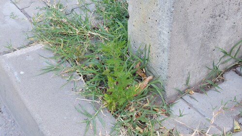 Artemizja Annua — zdjęcie 3 z 9