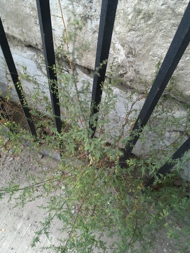 Artemizja Annua — Bild 2