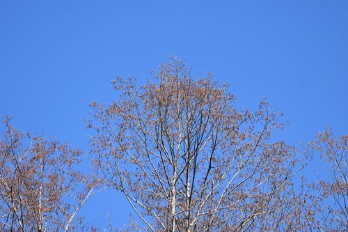 Osika — Bild 3