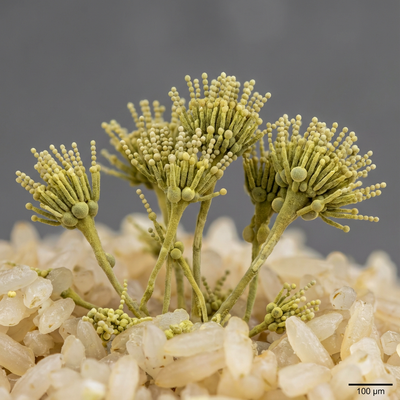 Aspergillus oryzae