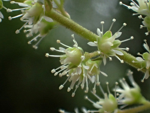 Astylben — Bild 5