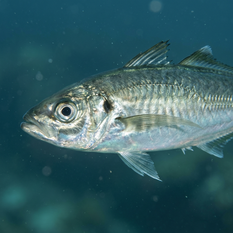 Treval Atlantycki (Trachurus trachurus), ilustracja AI