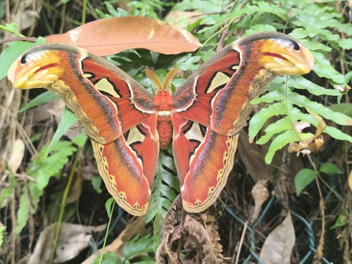 Spinner Atlas — Bild 5