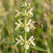Blüte von Aufrechter Ziest (Stachys recta) in Nahaufnahme (KI-generiert)
