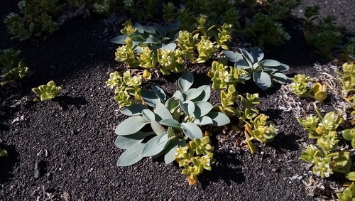Roślina ostrygowa — Bild 3