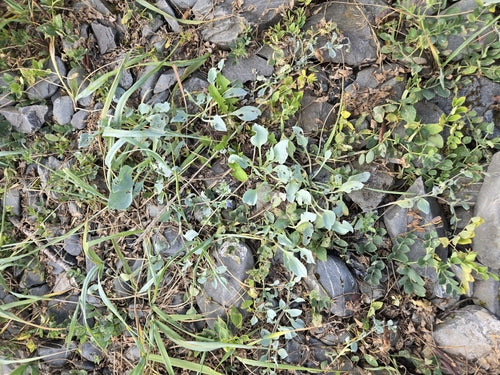 Roślina ostrygowa — Bild 4