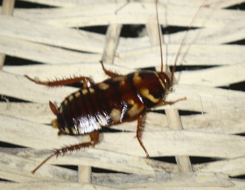 Australijski karaluch — Bild 4