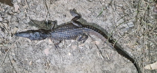 Australijski krokodyl słodkowodny — Bild 3