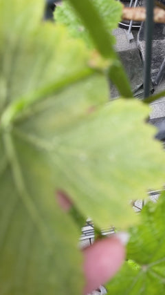 Wino ozdobne