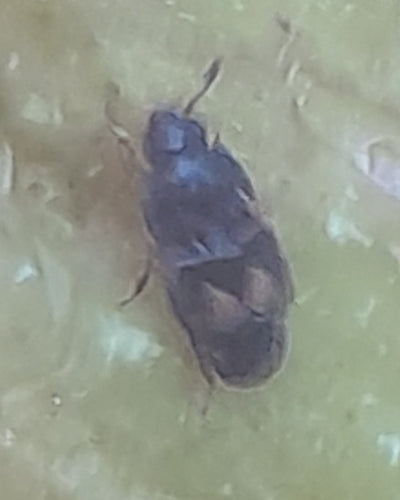 Pieczenie chrząszczy owocowych — Bild 3