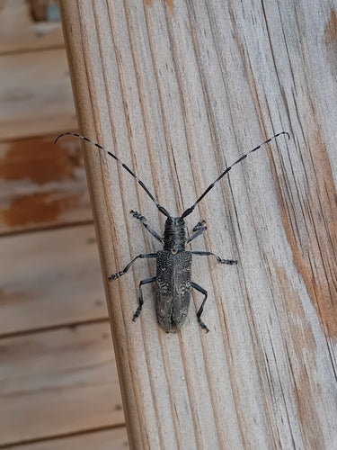 Bock Bakera — Bild 5