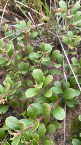 Niedźwiedzie winogrono — Bild 1