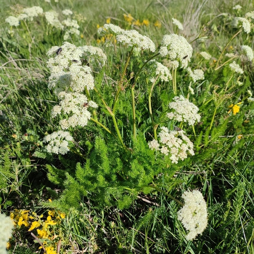 Baerwurz — Bild 2