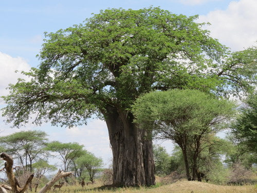 baobab — zdjęcie 5 z 8
