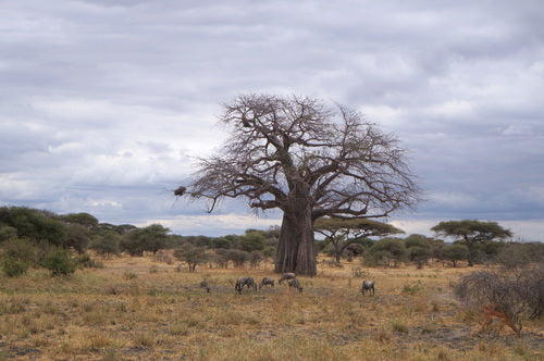 baobab — zdjęcie 3 z 8