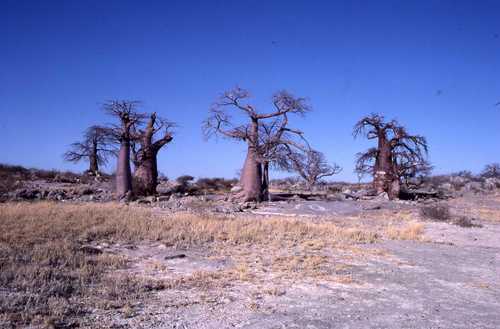 baobab — zdjęcie 1 z 8