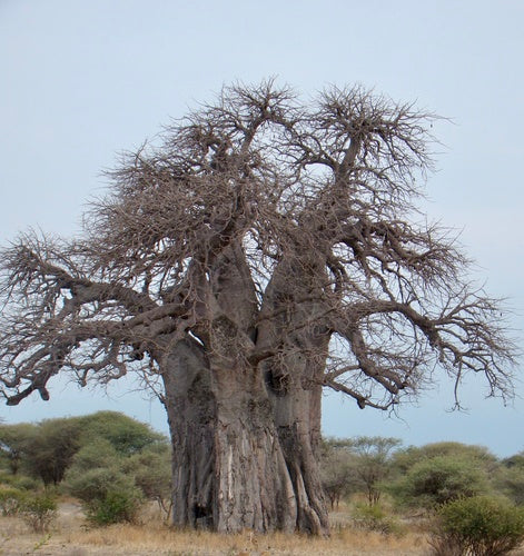baobab — zdjęcie 4 z 8