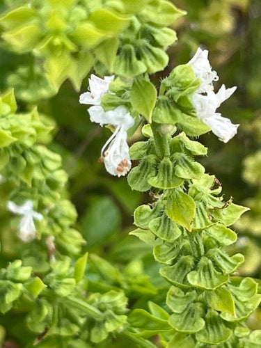 bazylia — Bild 4