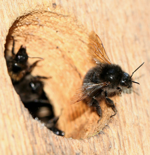 Trzmiel drzewny — Bild 5
