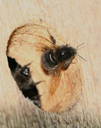 Trzmiel drzewny — Bild 4