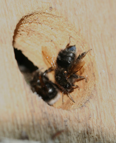 Trzmiel drzewny — Bild 3