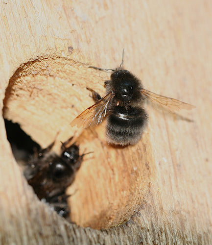 Trzmiel drzewny — Bild 2
