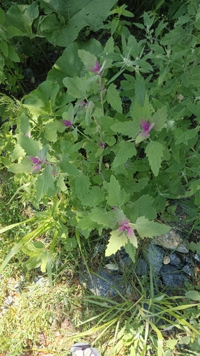 Szpinak drzewny — Bild 2