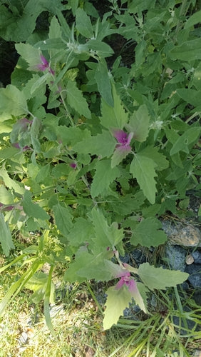 Szpinak drzewny — Bild 1