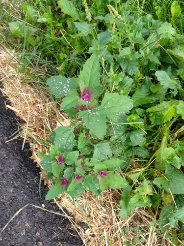 Szpinak drzewny — Bild 4