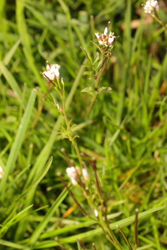 Pianka owłosiona — Bild 2