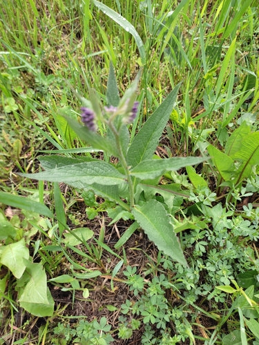 żywokost — Bild 5