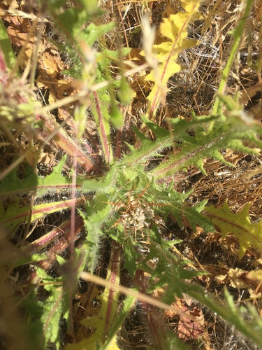 Ziele Benedykta — Bild 5
