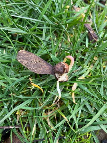 Klon jaworowy — Bild 4