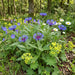 Berg-Flockenblume (Centaurea montana) in Blüte im naturnahen Garten (KI-generiert)