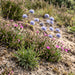 Berg-Sandglöckchen (Jasione montana) in Blüte im naturnahen Garten (KI-generiert)