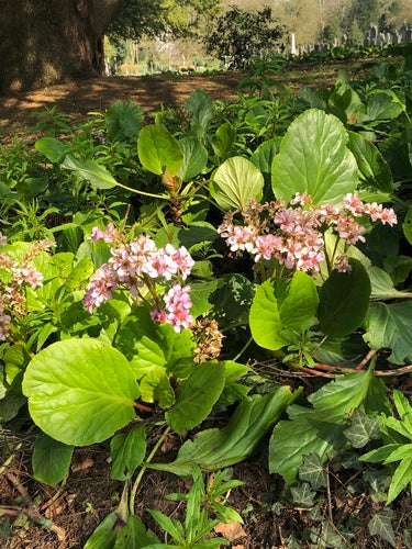 Bergenia — Bild 1