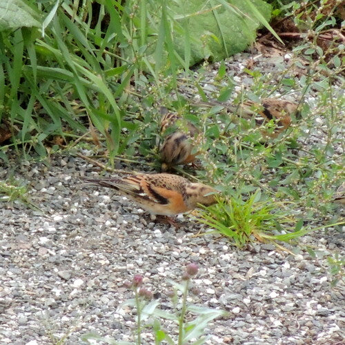 Ciernie — Bild 2
