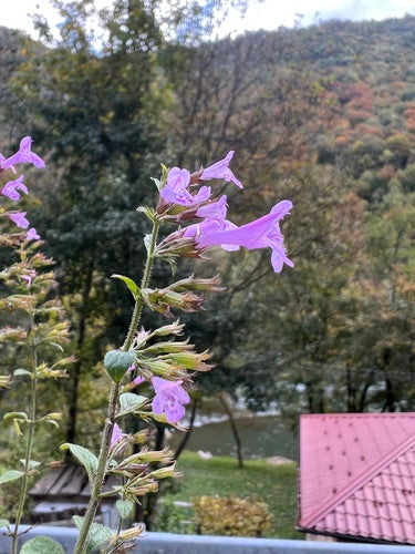 Górska mięta — Bild 3