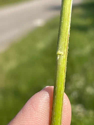 Fleabane — Bild 4